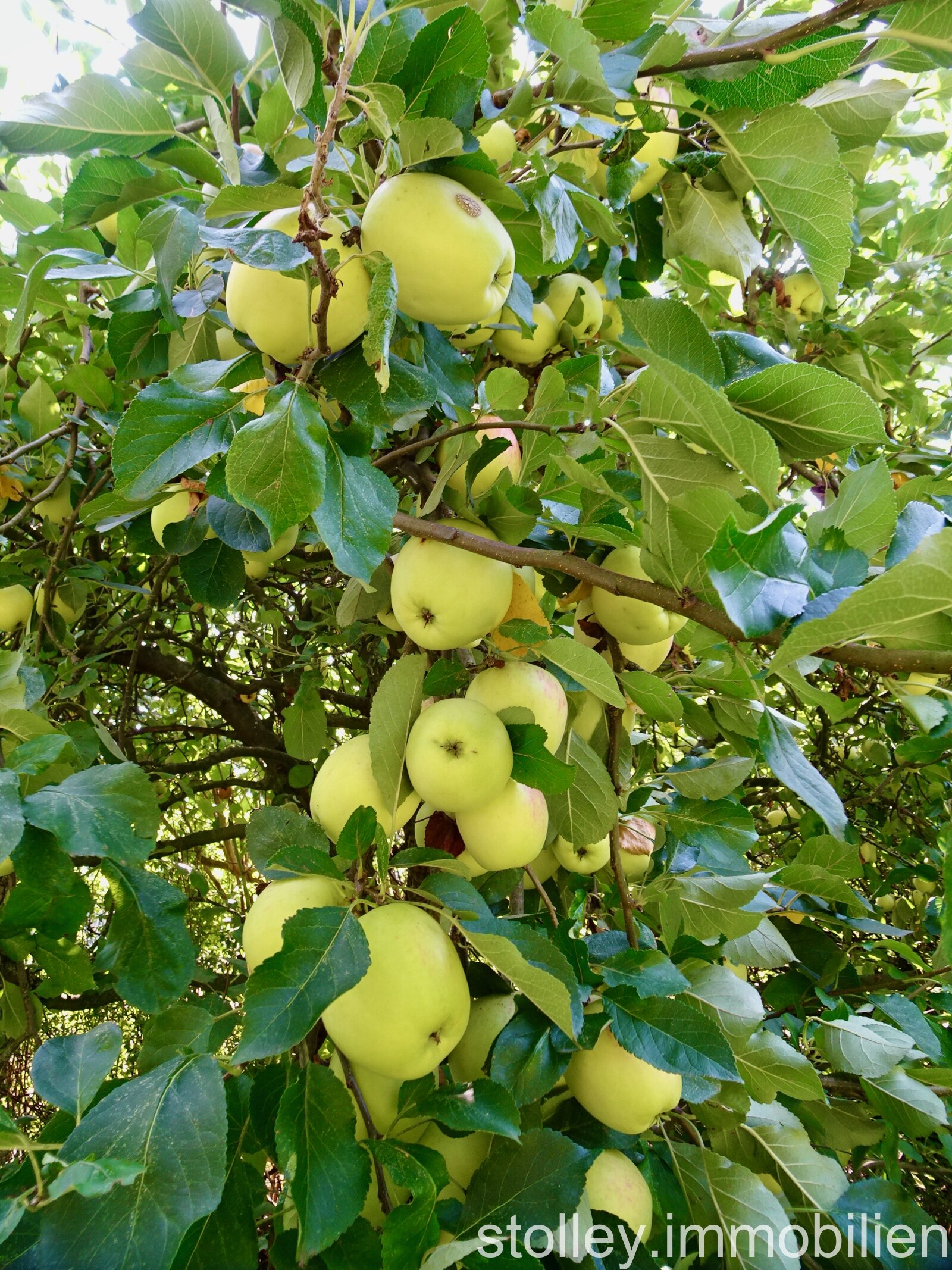 VERKAUFT // Charmantes Einfamilienhaus mit traumhaftem Garten im Herzen von Mönkeberg