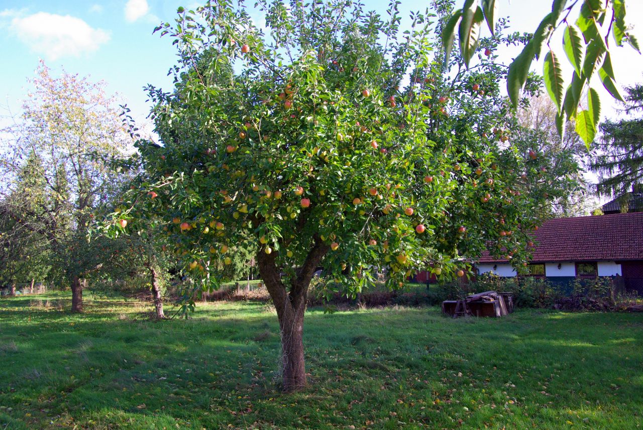 Garten Garten