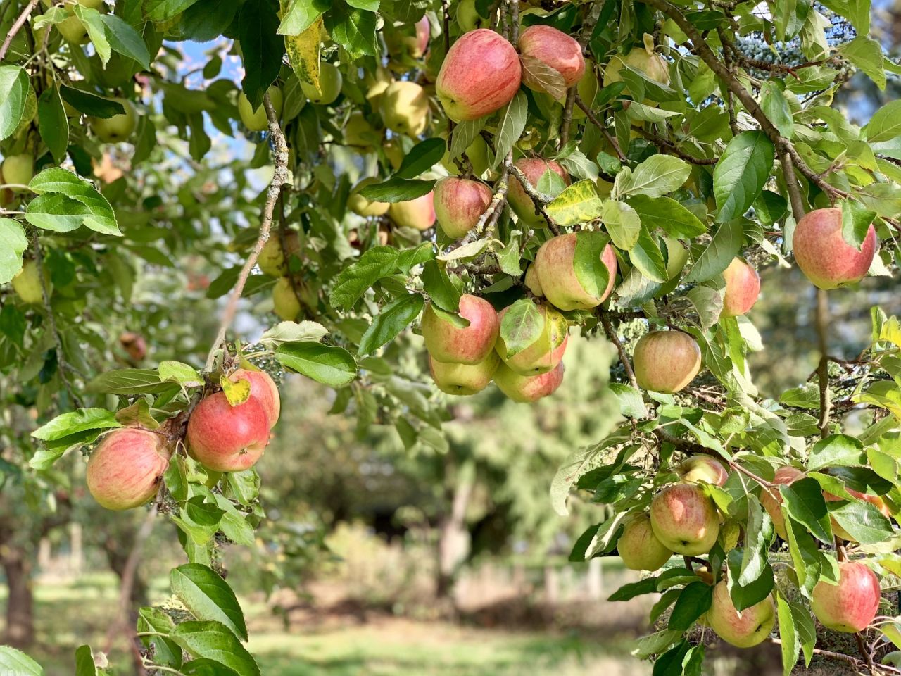 leckerer Apfel