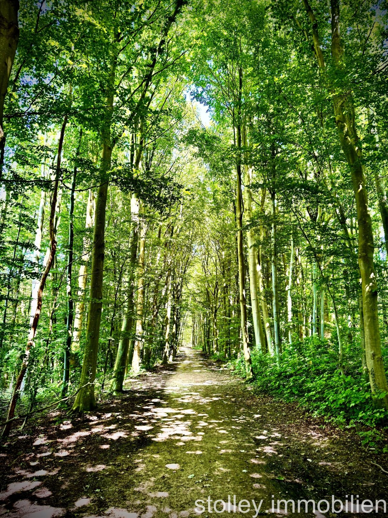 ein Wald vor der Tür ein Wald vor der Tür