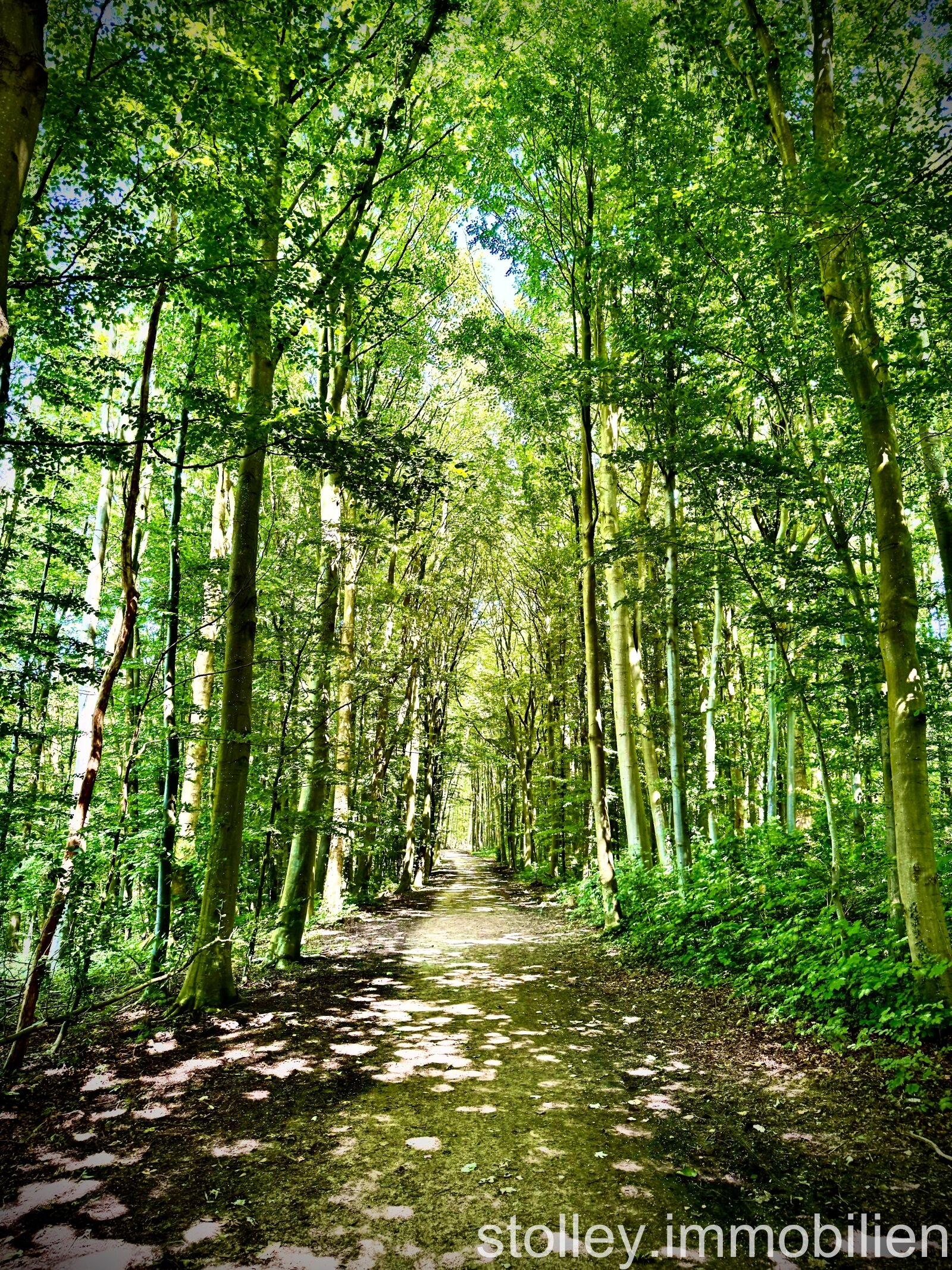 der Wald vor der Tür der Wald vor der Tür